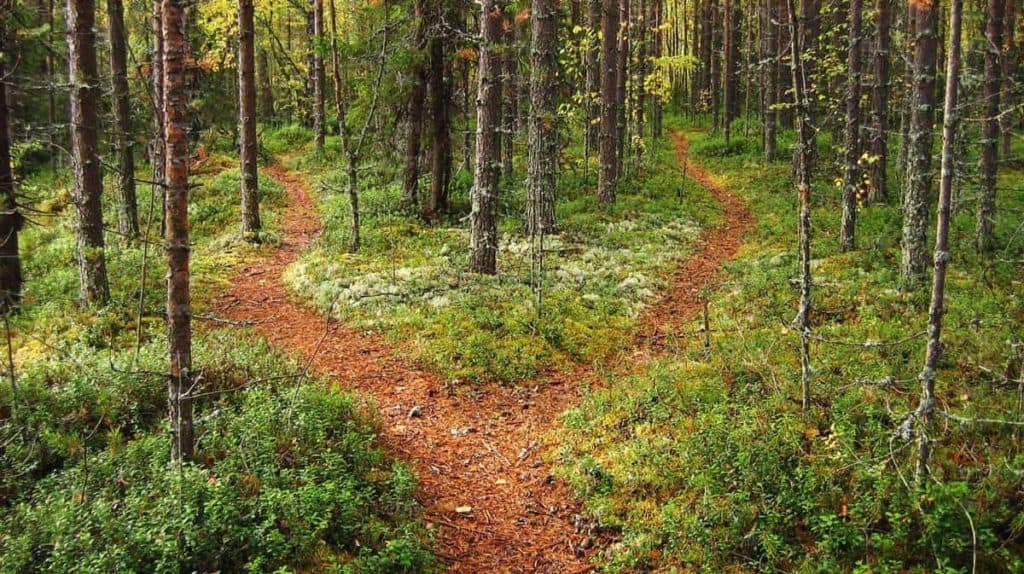 Expert Roundup Best Survival Tips Lost Wilderness Featured Image