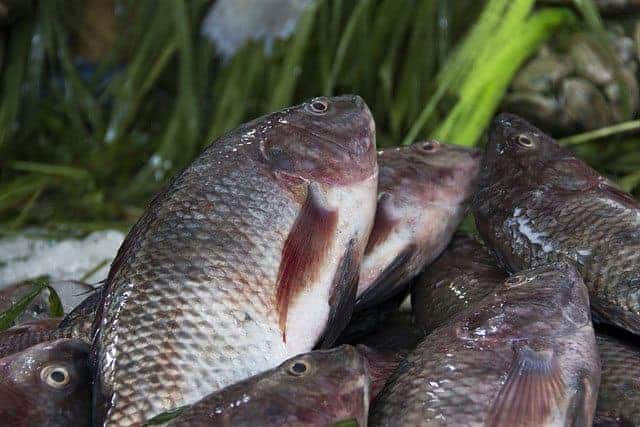 Fish-for-aquaponics-Tilapia
