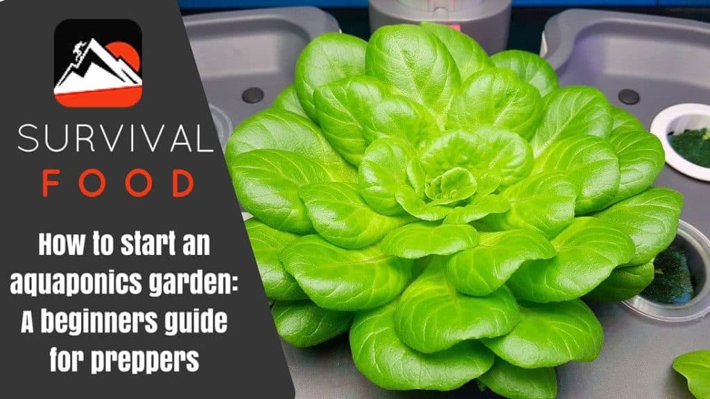 How-to-start-an-aquaponics-garden-Featured-Image