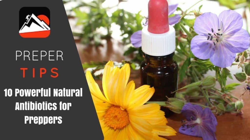 10 Power Natural Antibiotics Featured Image