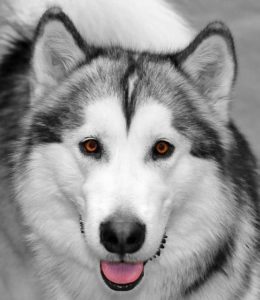 Alaskan Malamute