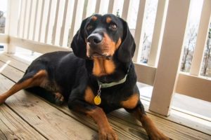 Black and Tan Coonhound dog