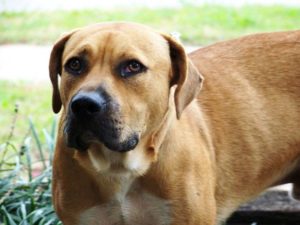 Black Mouth Cur