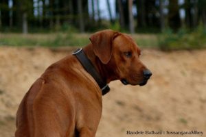 Rhodesian Ridgeback