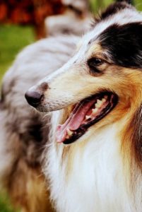 Scotch Collie