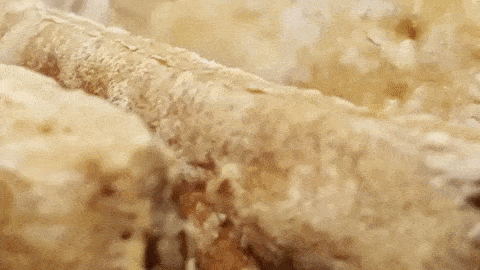 animated-gif-downsized_large