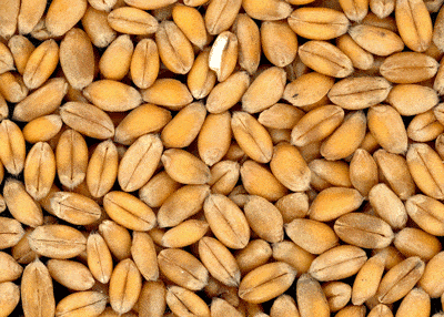 Wheat berries