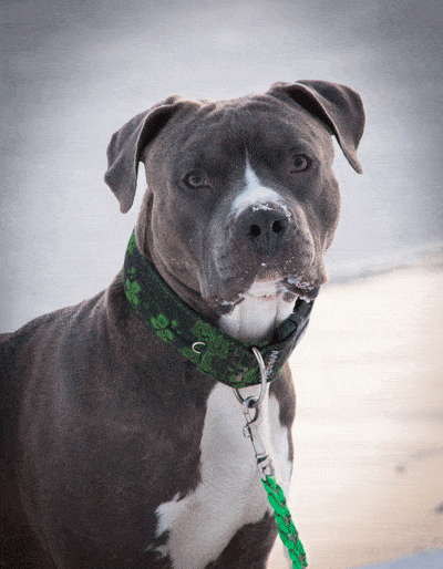 guardian-dog-to-protect-your-home