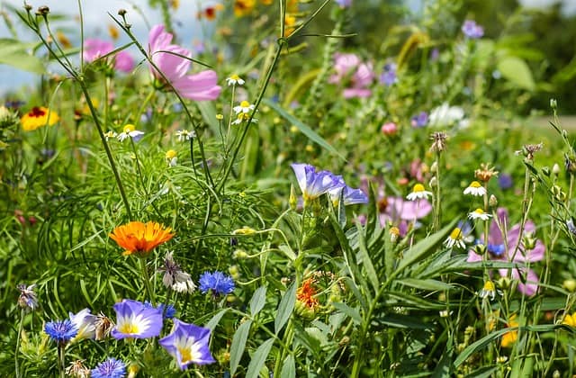 wildflowers-in-garden