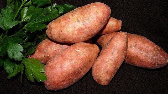 sweet-potato-garden