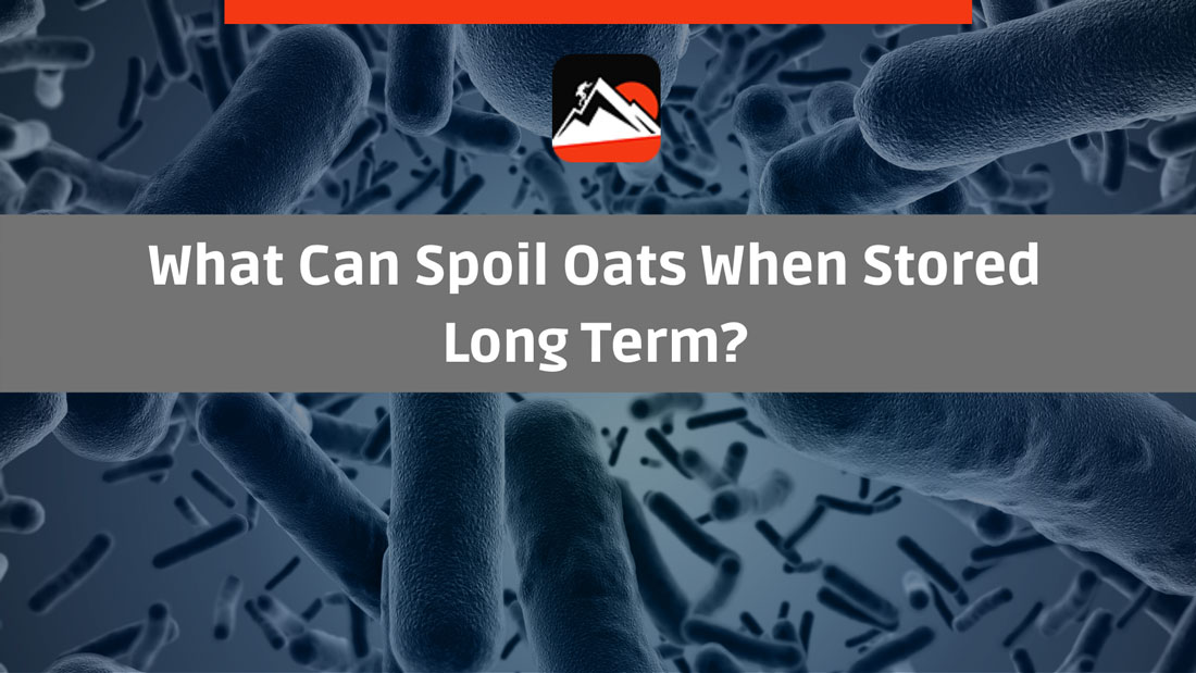spoiled oats due to bacteria