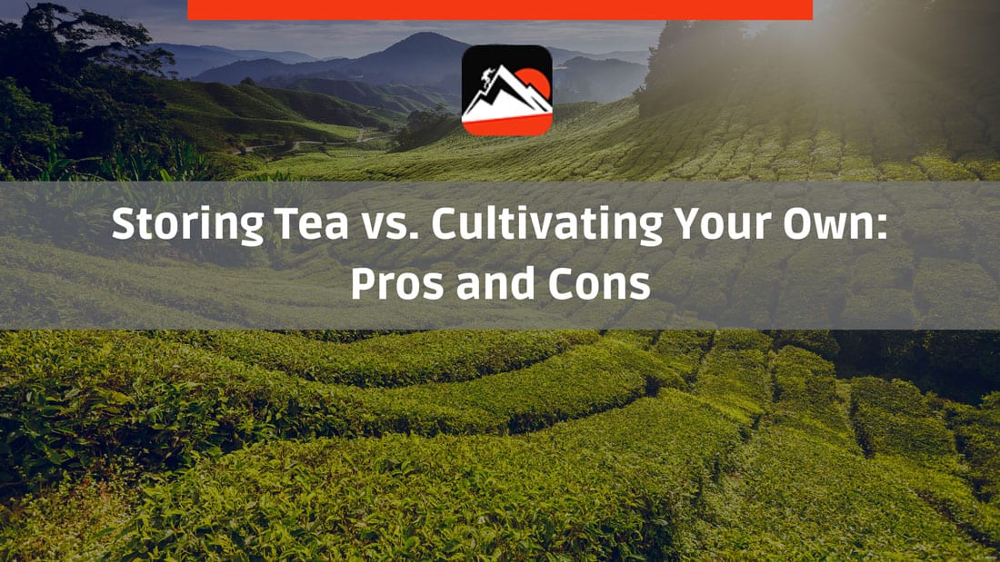 A plantation of tea in Asia.